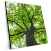 Xxl Wandbild Imposanter Baum Quadrat Produktvorschau Seitlich