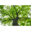 Xxl Wandbild Imposanter Baum Querformat Motivvorschau
