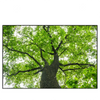Xxl Wandbild Imposanter Baum Querformat Produktvorschau Frontal