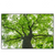 Xxl Wandbild Imposanter Baum Querformat Produktvorschau Frontal