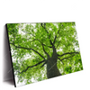 Xxl Wandbild Imposanter Baum Querformat Produktvorschau Seitlich