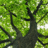 Xxl Wandbild Imposanter Baum Querformat Zoom