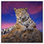Xxl Wandbild Jaguar Auf Felsen Quadrat Produktvorschau Frontal