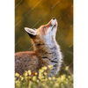 Xxl Wandbild Junger Fuchs Hochformat Motivvorschau