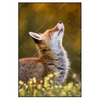 Xxl Wandbild Junger Fuchs Hochformat Produktvorschau Frontal
