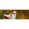 Xxl Wandbild Junger Fuchs Panorama Motivvorschau