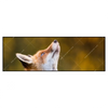 Xxl Wandbild Junger Fuchs Panorama Produktvorschau Frontal