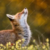 Xxl Wandbild Junger Fuchs Quadrat Motivvorschau
