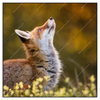 Xxl Wandbild Junger Fuchs Quadrat Produktvorschau Frontal