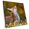 Xxl Wandbild Junger Fuchs Quadrat Produktvorschau Seitlich
