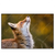 Xxl Wandbild Junger Fuchs Querformat Produktvorschau Frontal