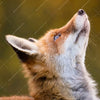 Xxl Wandbild Junger Fuchs Querformat Zoom