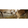 Xxl Wandbild Kaempfende Hirsche Panorama Motivvorschau