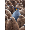 Xxl Wandbild Koenigspinguine Hochformat Motivvorschau