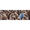 Xxl Wandbild Koenigspinguine Panorama Motivvorschau