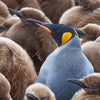 Xxl Wandbild Koenigspinguine Panorama Zoom