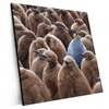 Xxl Wandbild Koenigspinguine Quadrat Produktvorschau Seitlich