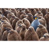 Xxl Wandbild Koenigspinguine Querformat Motivvorschau
