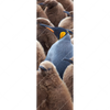 Xxl Wandbild Koenigspinguine Schmal Motivvorschau