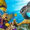 Xxl Wandbild Korallen Fische Quadrat Zoom