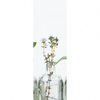 Xxl Wandbild Kraeuter In Flaschen Schmal Motivvorschau