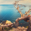 Xxl Wandbild Kuestenlandschaft Mit Altem Baum Panorama Zoom