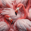 Xxl Wandbild Kuschelnde Flamingos Quadrat Motivvorschau