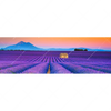 Xxl Wandbild Lavendel Blumen Feld Panorama Motivvorschau