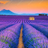 Xxl Wandbild Lavendel Blumen Feld Quadrat Motivvorschau