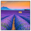 Xxl Wandbild Lavendel Blumen Feld Quadrat Produktvorschau Frontal