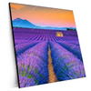 Xxl Wandbild Lavendel Blumen Feld Quadrat Produktvorschau Seitlich