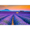 Xxl Wandbild Lavendel Blumen Feld Querformat Motivvorschau