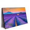 Xxl Wandbild Lavendel Blumen Feld Querformat Produktvorschau Seitlich