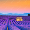 Xxl Wandbild Lavendel Blumen Feld Querformat Zoom