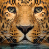 Xxl Wandbild Leopard Im Wasser Querformat Zoom