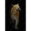 Xxl Wandbild Leopard In Der Dunkelheit Hochformat Motivvorschau