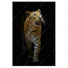 Xxl Wandbild Leopard In Der Dunkelheit Hochformat Produktvorschau Frontal