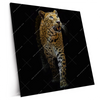 Xxl Wandbild Leopard In Der Dunkelheit Quadrat Produktvorschau Seitlich