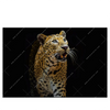 Xxl Wandbild Leopard In Der Dunkelheit Querformat Produktvorschau Frontal