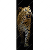 Xxl Wandbild Leopard In Der Dunkelheit Schmal Motivvorschau