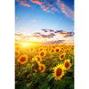 Xxl Wandbild Leuchtend Gelbe Sonnenblumen Am Abend Hochformat Motivvorschau