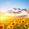 Xxl Wandbild Leuchtend Gelbe Sonnenblumen Am Abend Hochformat Zoom