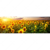 Xxl Wandbild Leuchtend Gelbe Sonnenblumen Am Abend Panorama Motivvorschau
