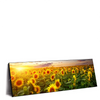 Xxl Wandbild Leuchtend Gelbe Sonnenblumen Am Abend Panorama Produktvorschau Seitlich