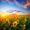 Xxl Wandbild Leuchtend Gelbe Sonnenblumen Am Abend Quadrat Motivvorschau