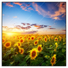 Xxl Wandbild Leuchtend Gelbe Sonnenblumen Am Abend Quadrat Produktvorschau Frontal