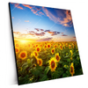 Xxl Wandbild Leuchtend Gelbe Sonnenblumen Am Abend Quadrat Produktvorschau Seitlich