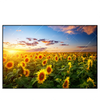 Xxl Wandbild Leuchtend Gelbe Sonnenblumen Am Abend Querformat Produktvorschau Frontal