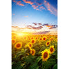 Xxl Wandbild Leuchtend Gelben Sonnenblumen Am Abend Hochformat Motivvorschau