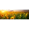 Xxl Wandbild Leuchtend Gelben Sonnenblumen Am Abend Panorama Motivvorschau